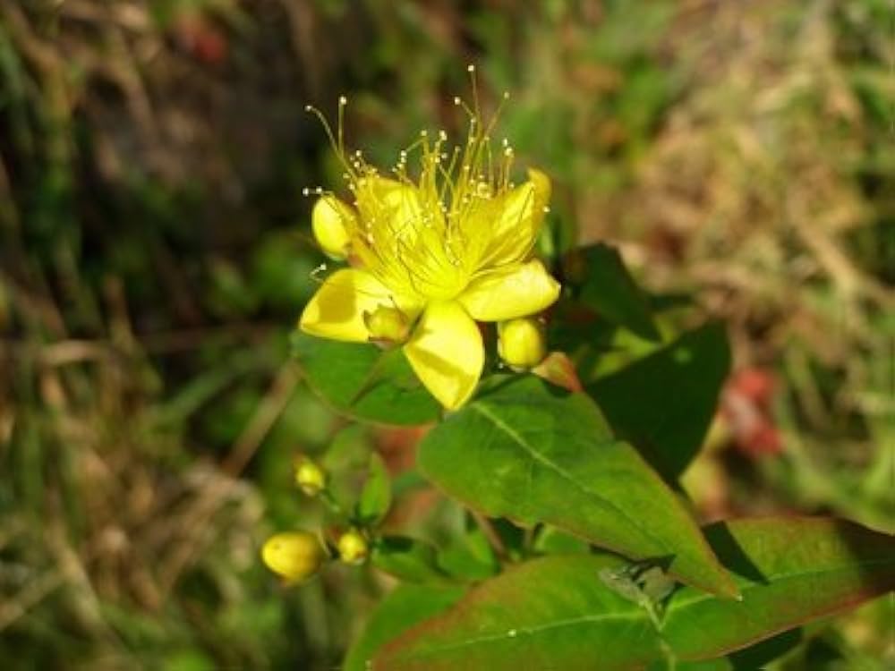 golden johanniskraut flower seeds