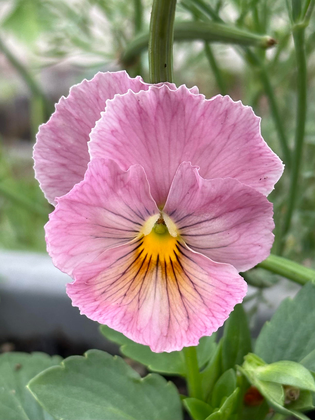 Pansy Flower Seeds Pink – Heirloom, Non-GMO, High Germination Seeds