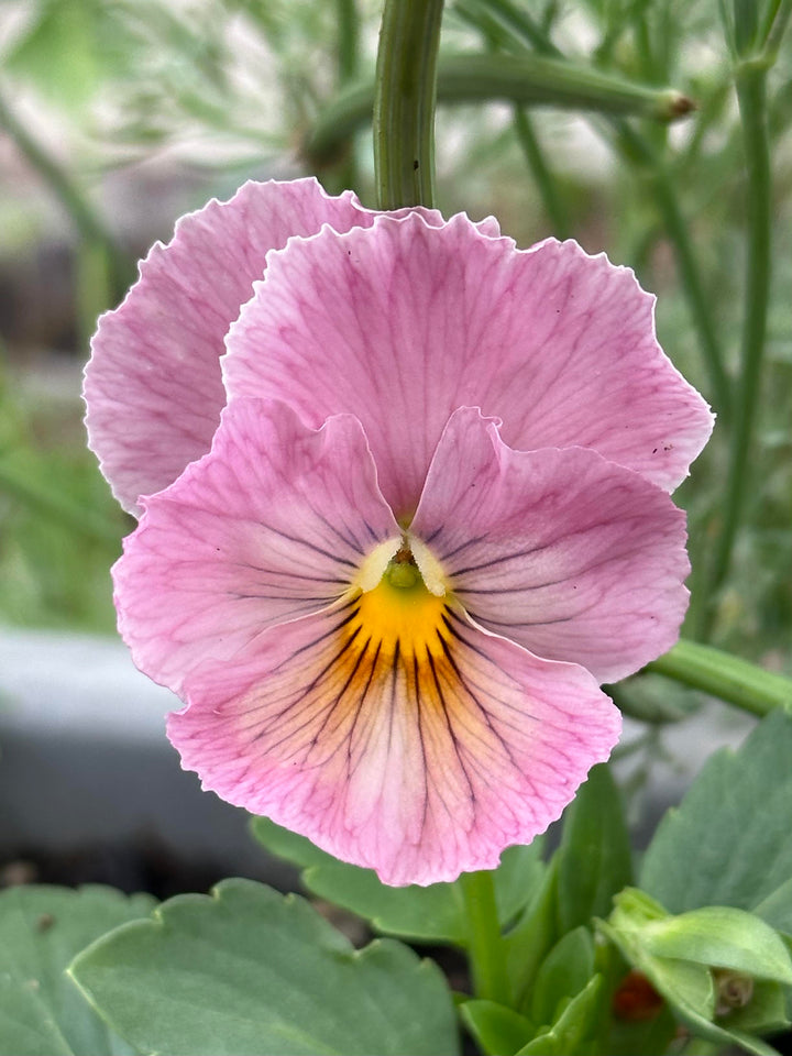 Pansy Flower Seeds Pink – Heirloom, Non-GMO, High Germination Seeds