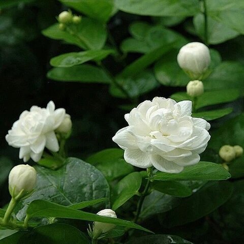White Jasmine Plant Seeds – Heirloom, Non-GMO, High Germination Seeds