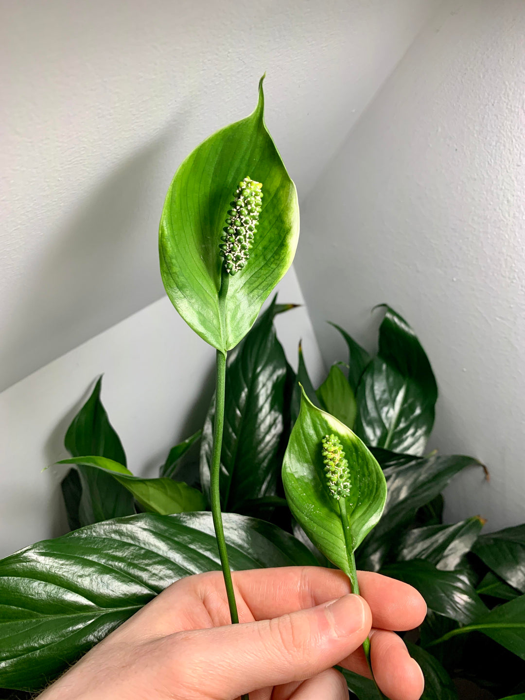 Green Spathiphyllum Lily Plant Seeds – Heirloom, Non-GMO, High Germination Seeds