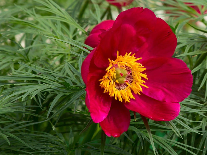 Fern Leaf Peony Flower Seeds Red – Heirloom, Non-GMO, High Germination Organic
