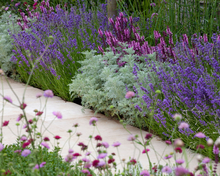 Mixed Lavender Flower Seeds – Heirloom, Non-GMO, High Germination Seeds
