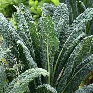 kale home garden
