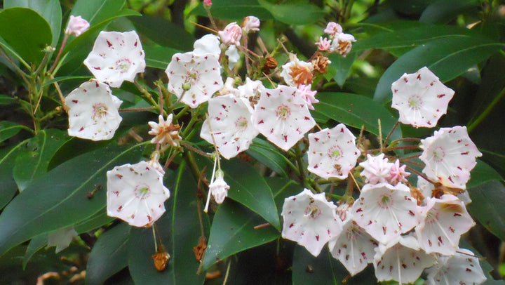 Kalmia Latifolia Flower Seeds White – Heirloom, Non-GMO, High Germination Seeds