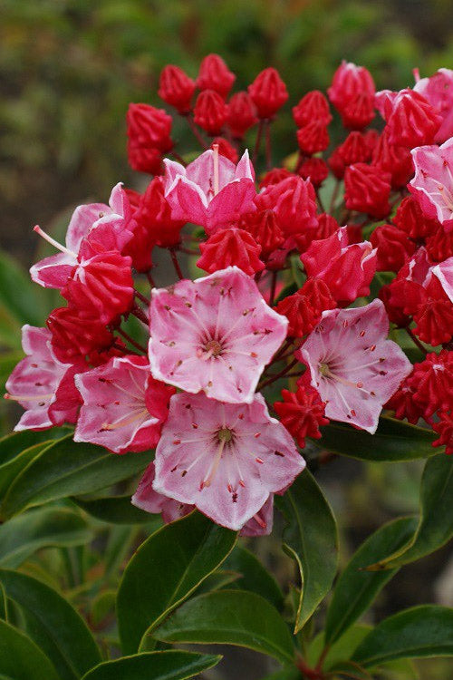 Laurel Flower Seeds Organic Red – Heirloom, Non-GMO, High Germination Seeds