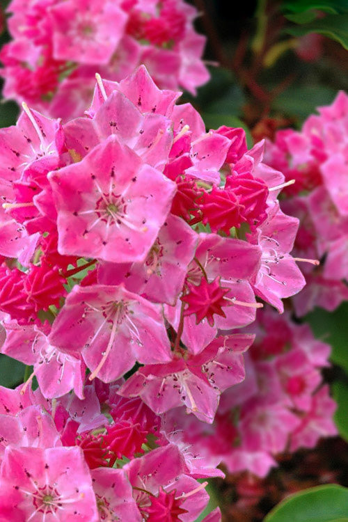 Laurel Flower Seeds Organic Pink – Heirloom, Non-GMO, High Germination Seeds
