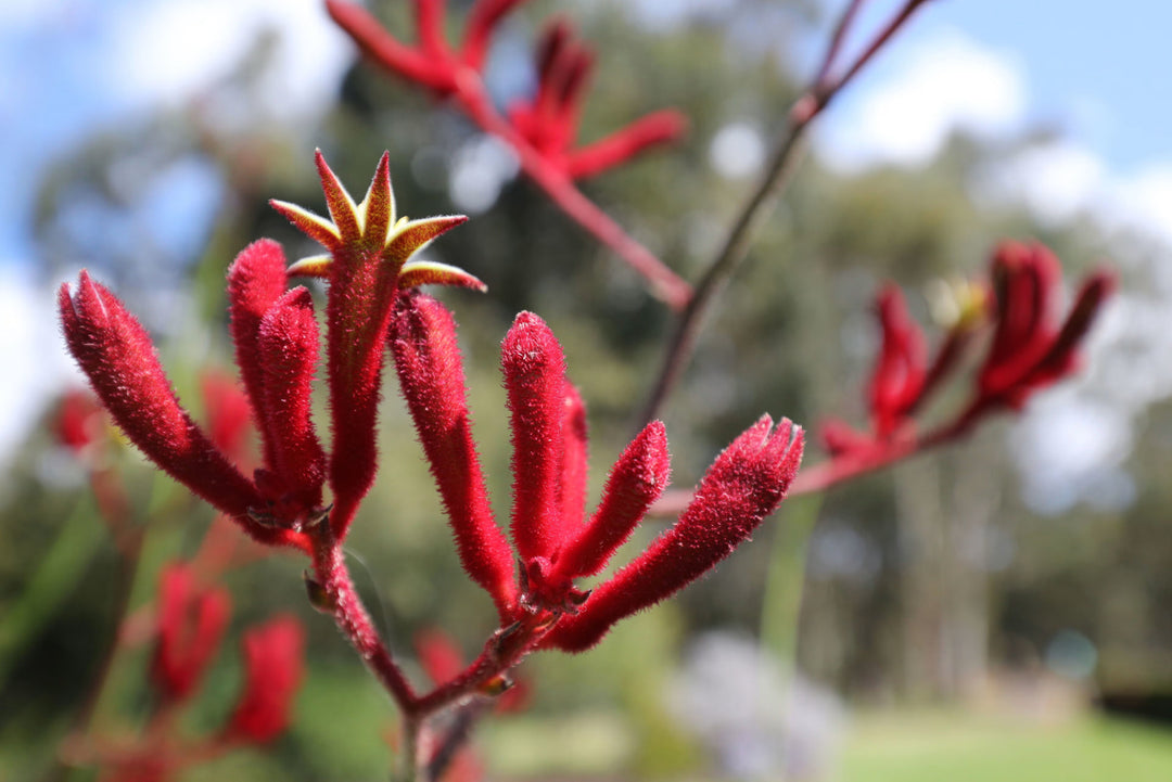 Red Kangaroo Paw Flower Seeds – Heirloom Non-GMO High Germination Organic Garden Seeds for Planting