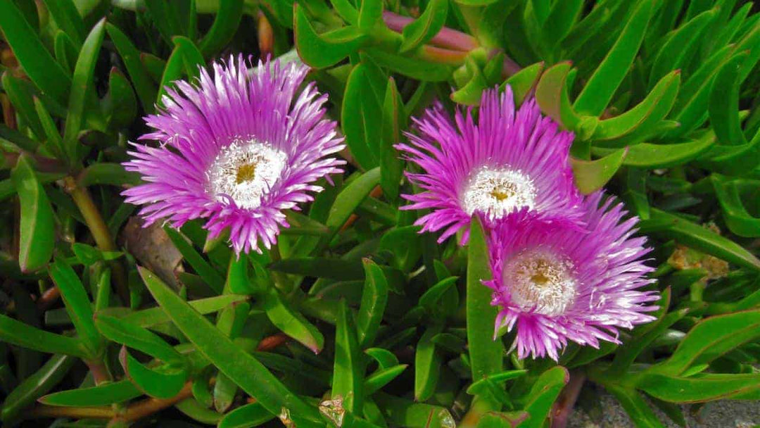 Karkalla Flower Seeds – Heirloom, Non-GMO, High Germination Seeds for Planting