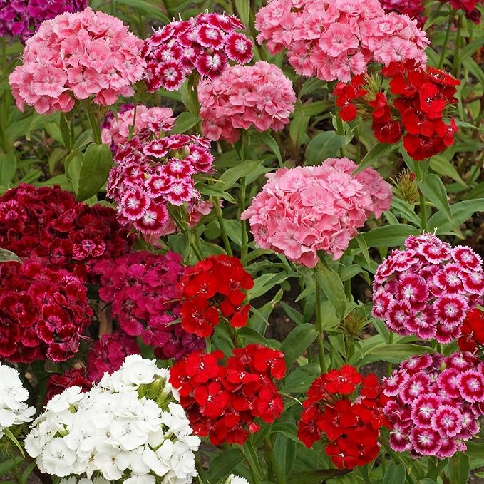 karminrot dianthus flower seeds