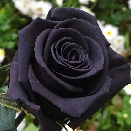 Rose Flower Seeds Black for Planting – Heirloom Non-GMO High Germination Organic Seeds