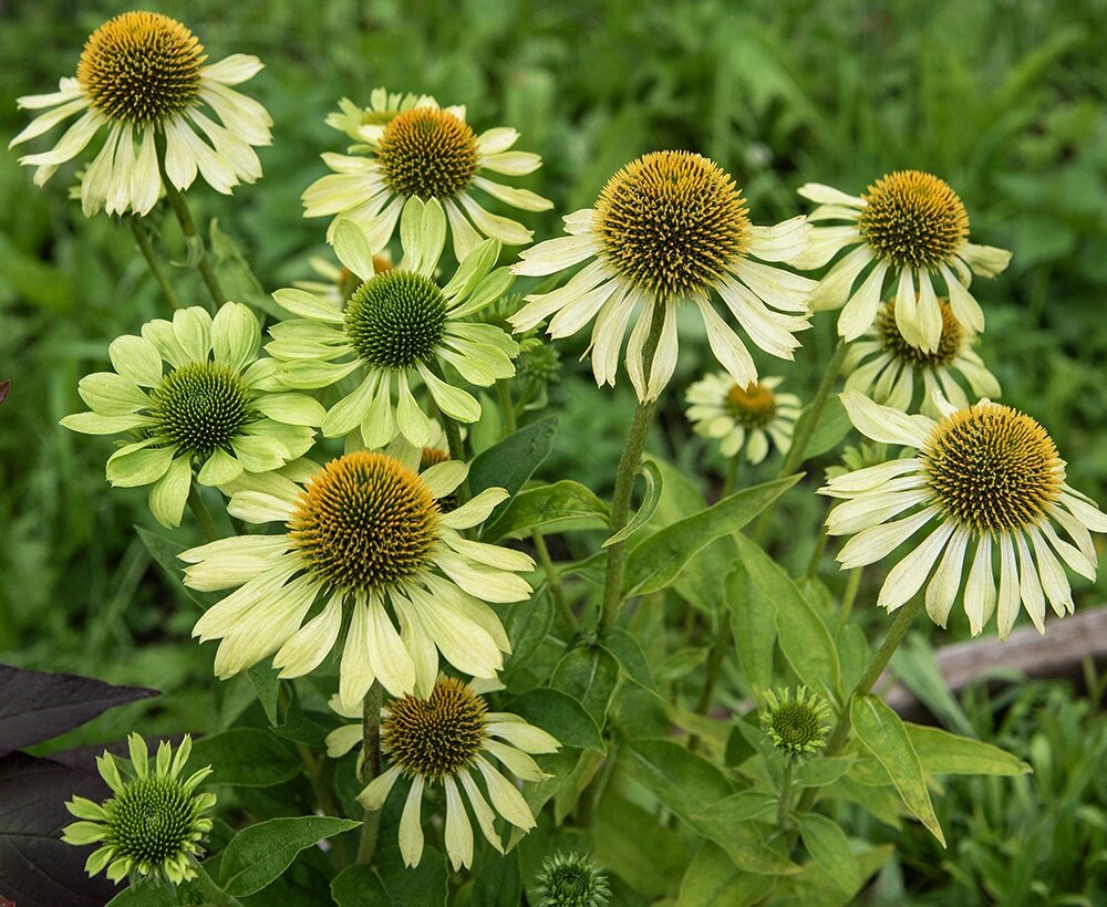 Echinacea Flower Seeds Green – Heirloom Non-GMO High Germination Seeds