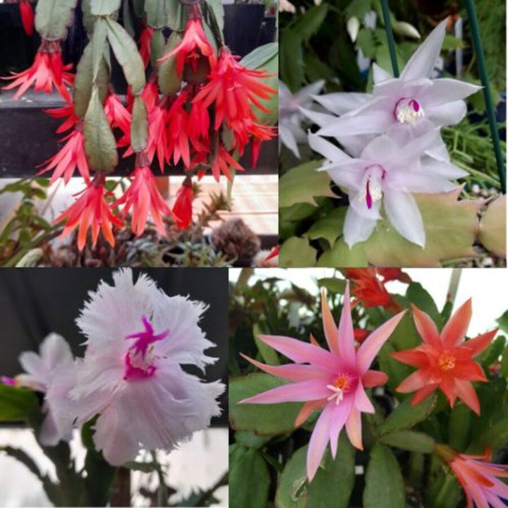 Mixed Zygocactus Flower Seeds – Heirloom, Non-GMO, High Germination Seeds