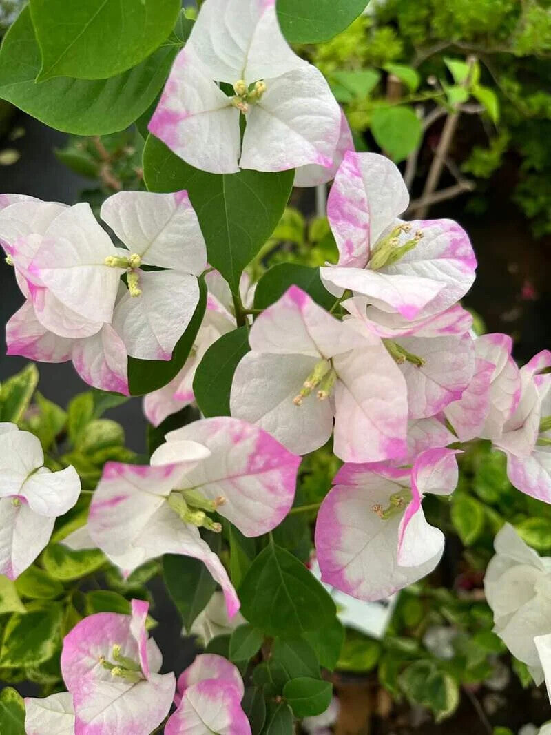 White Pink Bougainvillea Flower Seeds for Planting – Heirloom, Non-GMO, High Germination