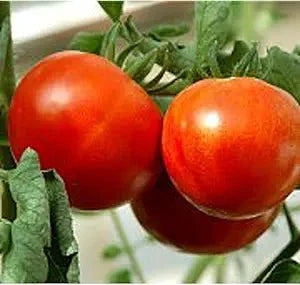 kewalo tomato flower seeds