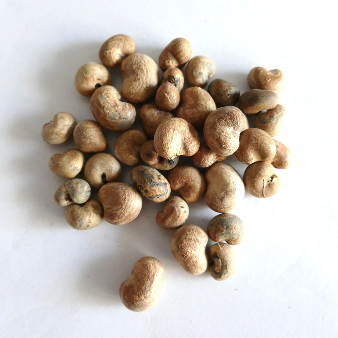 australian baobab flower seeds