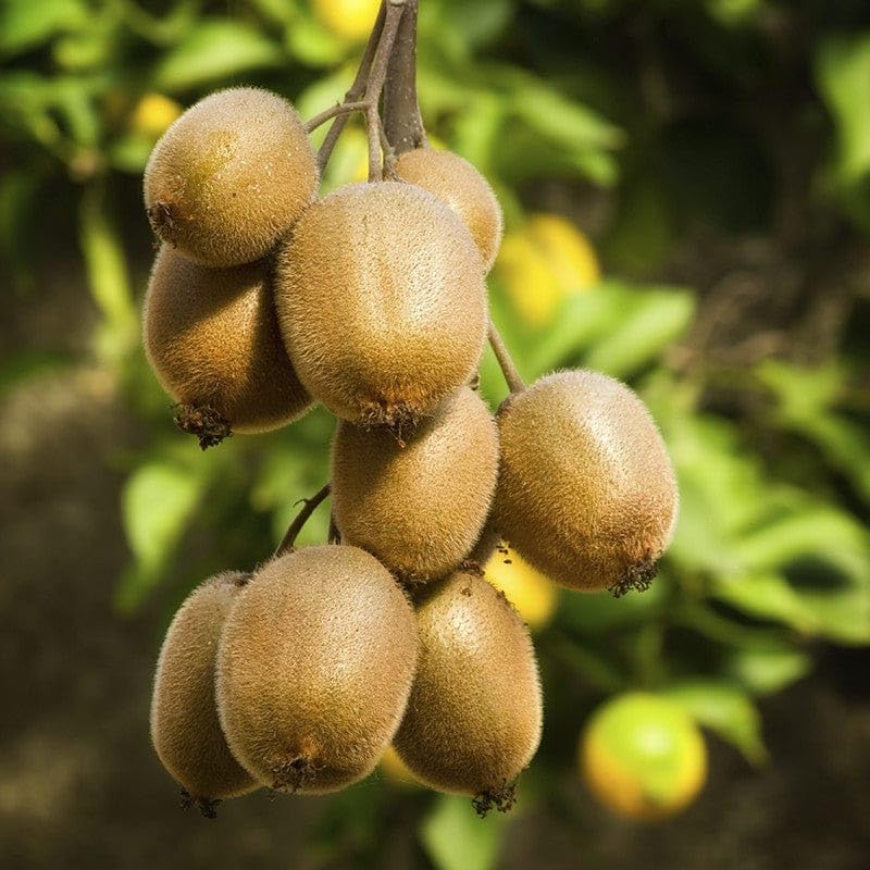kiwi grow flower seeds