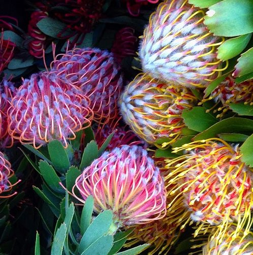 Semillas de flores de Leucospermum mixtas – Variedad tradicional, sin OGM, semillas de alta germinación