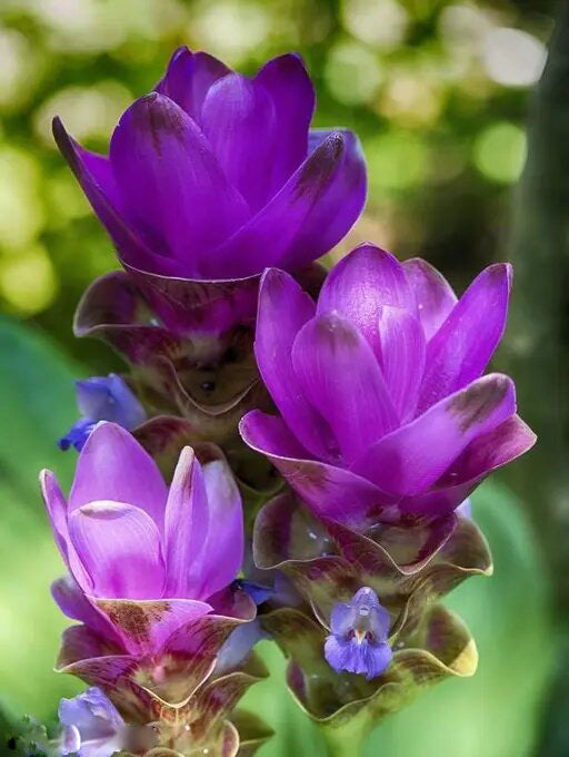 Purple Curcuma Flower Seeds for Planting Heirloom Non-GMO High Germination Organic Garden Seeds