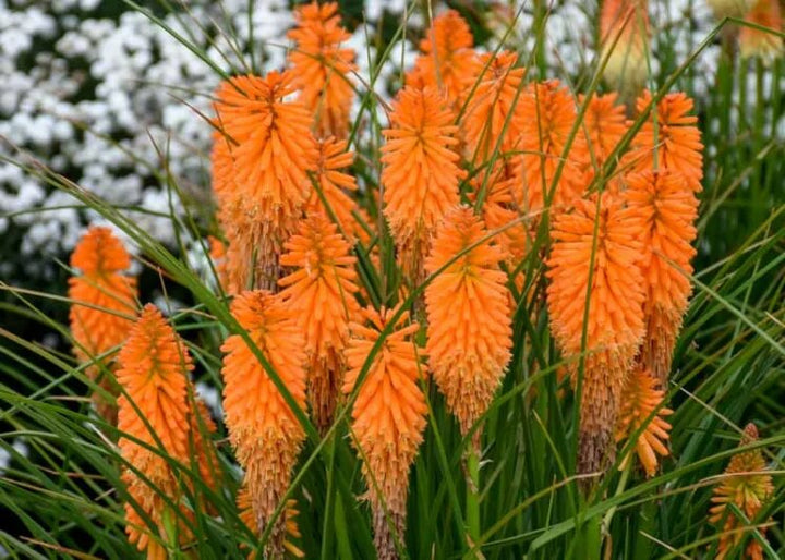 Orange Kniphofia Uvaria Flower Seeds – Heirloom, Non-GMO, High Germination Seeds