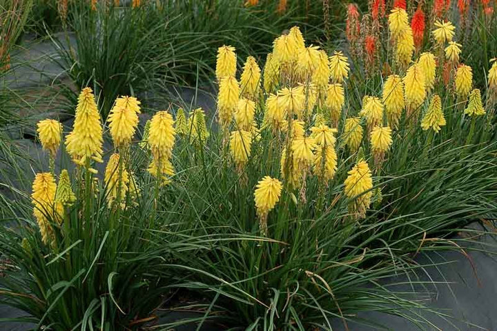 Yellow Kniphofia Flower Seeds – Heirloom Non-GMO High Germination Organic Seeds