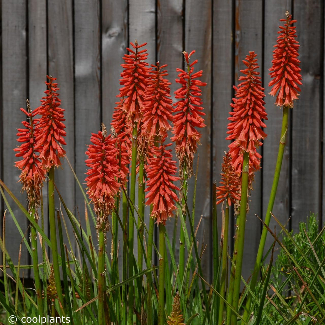 Kniphofia Flowers Seeds Red – Heirloom, Non-GMO, High Germination Seeds