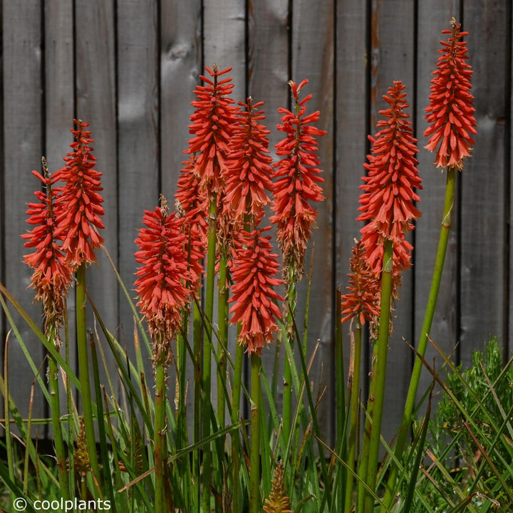 Kniphofia Flowers Seeds Red – Heirloom, Non-GMO, High Germination Seeds