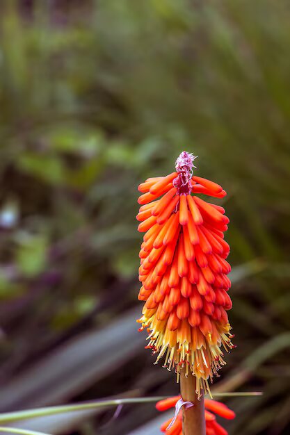 Orange Kniphofia Flower Seeds – Heirloom, Non-GMO, High Germination Seeds