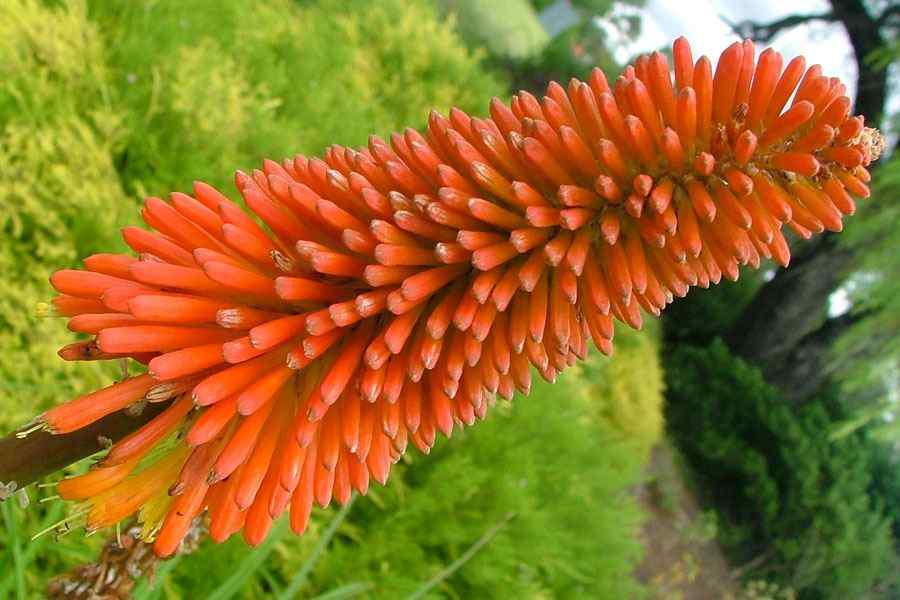 Orange Kniphofia Flower Seeds – Heirloom, Non-GMO, High Germination Seeds
