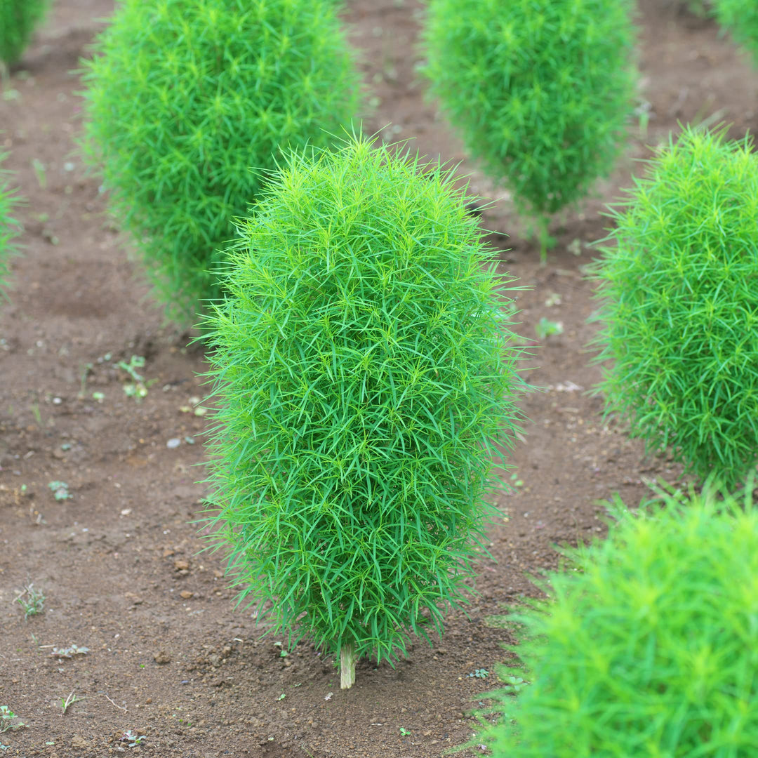 Summer Kochia herb seeds