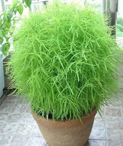 kochiaburningbushopenpollinatedheirloomnongmohighgerminationorganicgarden flower seeds