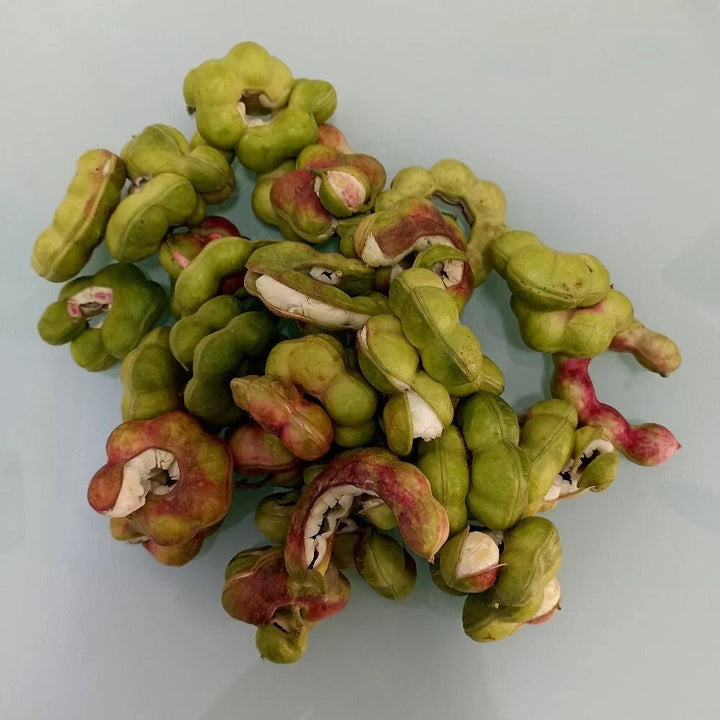 Green Tamarind Tree Seeds for Planting - Tropical Tree Seeds