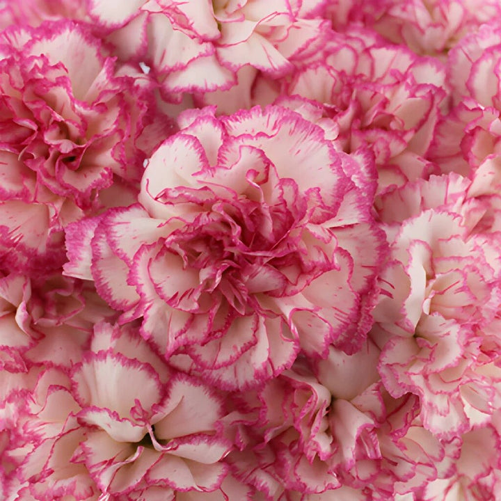 Semillas de Clavel Rosa y Blanco – Variedad Tradicional, No Modificadas Genéticamente, Semillas de Alta Germinación