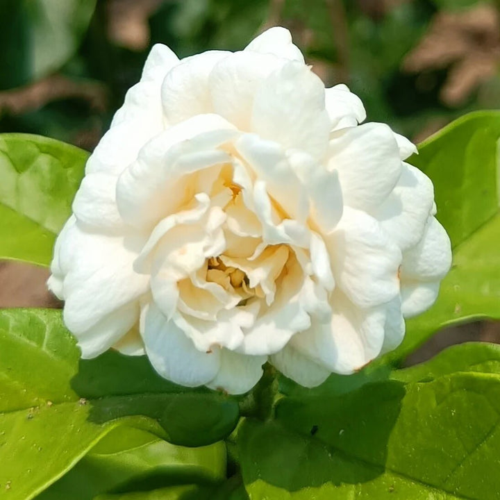 White Jasmine Plant Seeds – Heirloom, Non-GMO, High Germination Seeds