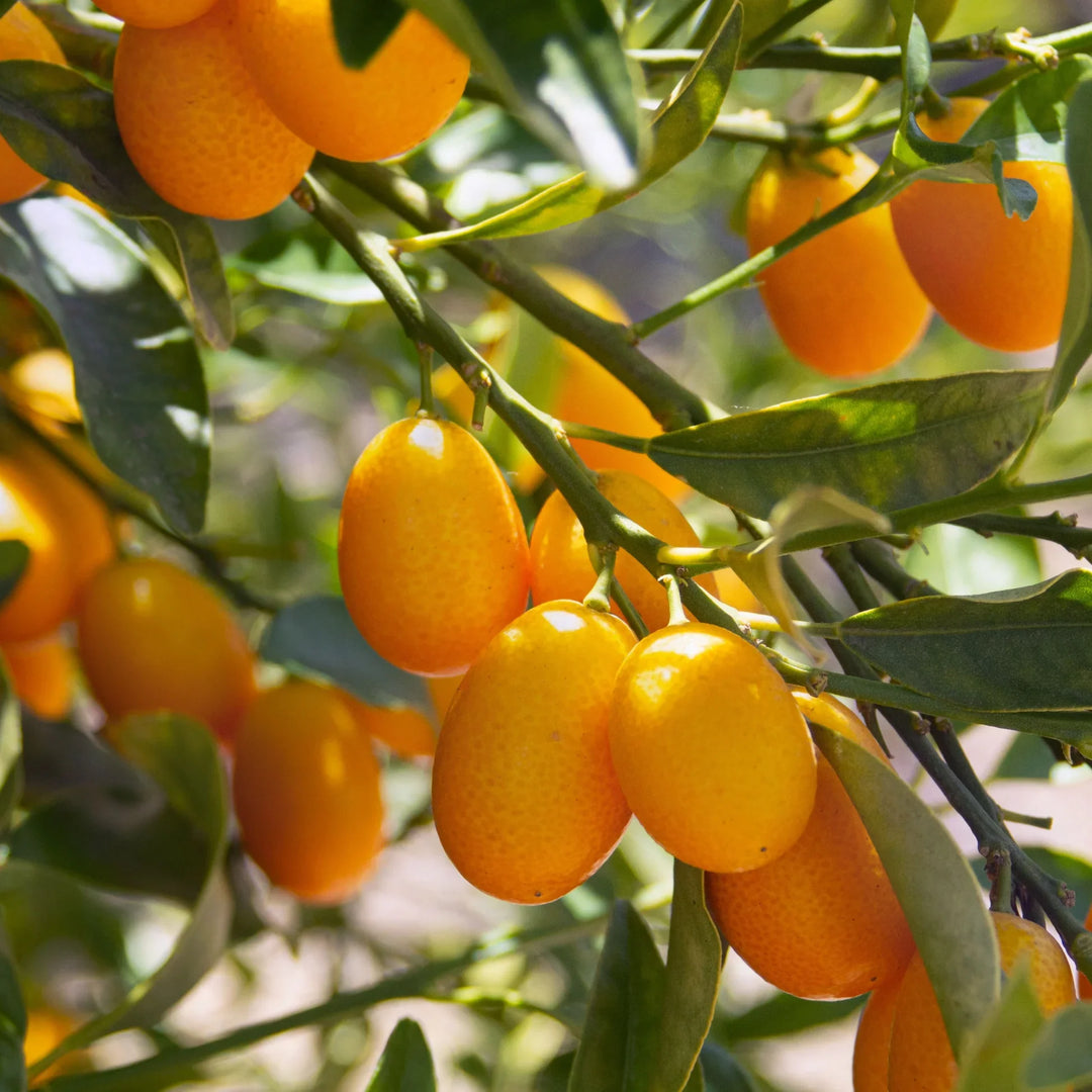 orange kumquat flower seeds
