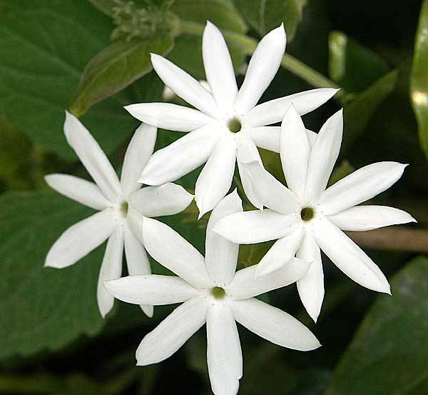 White Jasmine Flower Seeds – Heirloom, Non-GMO, High Germination Seeds
