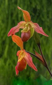 Orange Cypripedium Flower Seeds – Heirloom Non-GMO High Germination Seeds