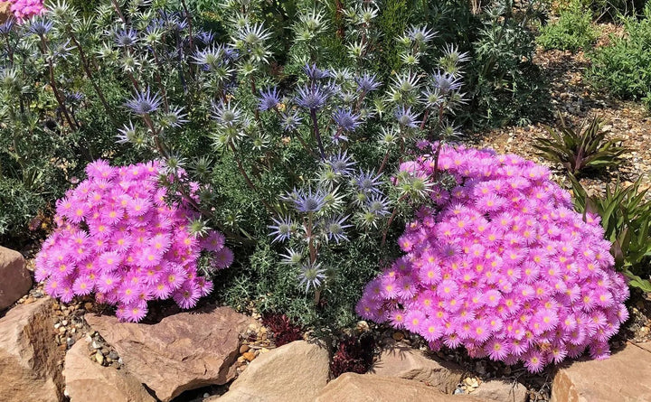 Pink Lampranthus Flower Seeds – Heirloom, Non-GMO, High Germination Seeds