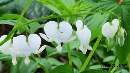 Lamprocapnos Flower Seeds White – Heirloom, Non-GMO, High Germination Seeds