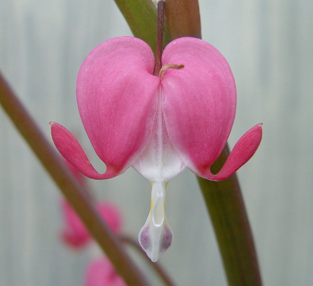 Pink Lamprocapnos Flower Seeds – Heirloom, Non-GMO, High Germination Seeds