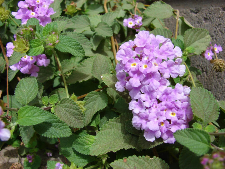 Lavendelfarbene Lantana-Samen – Alte Sorte, gentechnikfrei, hohe Keimrate