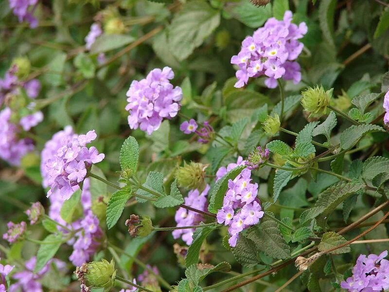 Lavendelfarbene Lantana-Samen – Alte Sorte, gentechnikfrei, hohe Keimrate