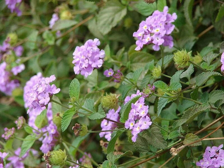 Lavendelfarbene Lantana-Samen – Alte Sorte, gentechnikfrei, hohe Keimrate