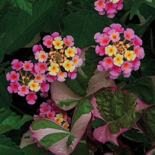 Pink Yellow Lantana Flower Seeds – Heirloom Non-GMO High Germination Seeds