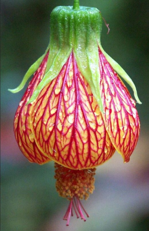 Red Lantern Hibiscus Flower Seeds – Heirloom, Non-GMO, High Germination Seeds