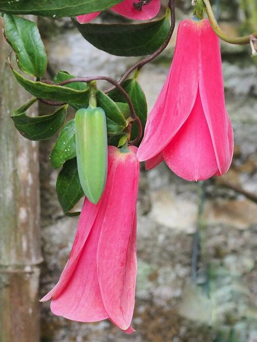 Semillas de Flor Lapageria Rosa – Cimbra, No Transgénicas, Alta Germinación
