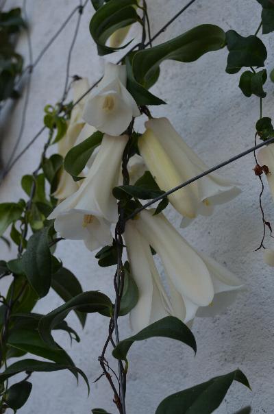 Lapageria Rosea Flower Seeds White – Heirloom, Non-GMO, High Germination Seeds