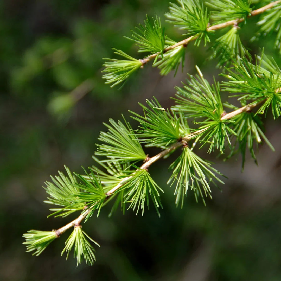 Larix Occidentalis herb seeds