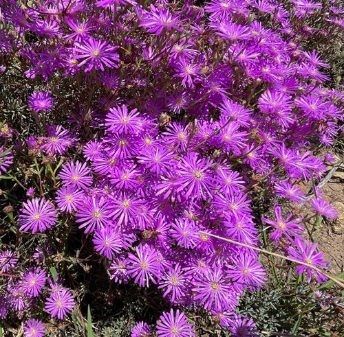 Purple Lampranthus Flower Seeds Heirloom Non-GMO High Germination Organic Garden Seeds for Planting