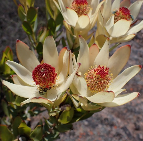 White Leucadendron Flower Seeds – Heirloom, Non-GMO, High Germination Seeds